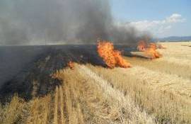 Agricultorii, îndemnați să-și curețe terenurile prin metode ecologice - agroexpert.md