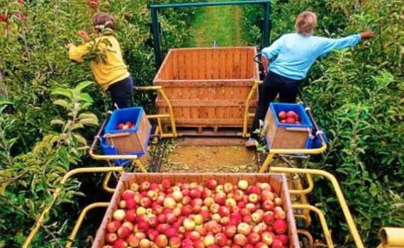 В июле цены на подсолнечное масло могут снизиться еще на 20 $/т - agroexpert.md