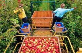 В июле цены на подсолнечное масло могут снизиться еще на 20 $/т - agroexpert.md