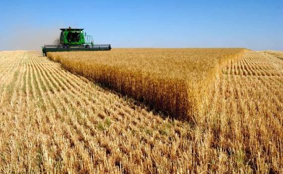 Agricultorii, despre recoltarea grâului: Nu avem roadă și nici preț - agroexpert.md