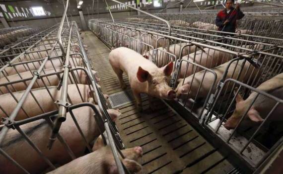 Дания первой в Европе вводит налог на выбросы сельского хозяйства - agroexpert.md