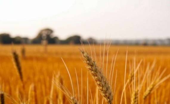 На создание зерновой биржи БРИКС может уйти несколько лет - agroexpert.md