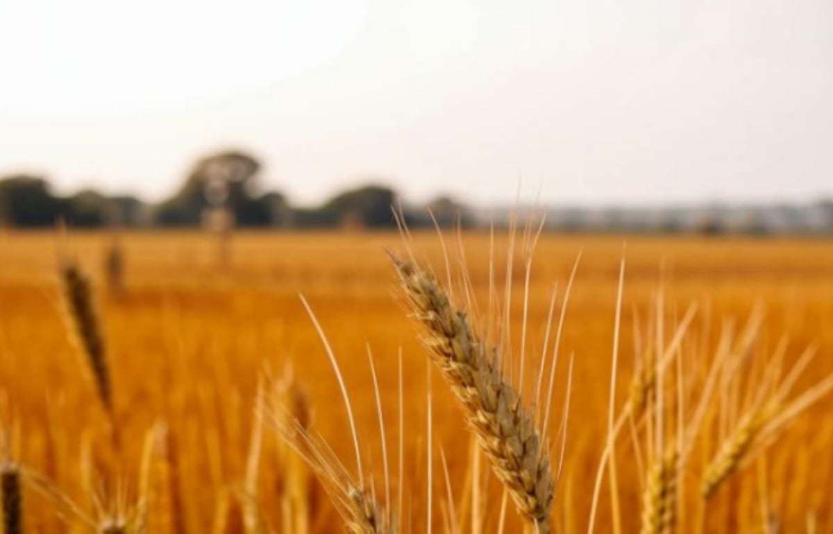 На создание зерновой биржи БРИКС может уйти несколько лет - agroexpert.md
