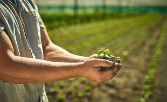 În anul 2022 au fost exportate circa 41 de tone de plante ecologice - agroexpert.md