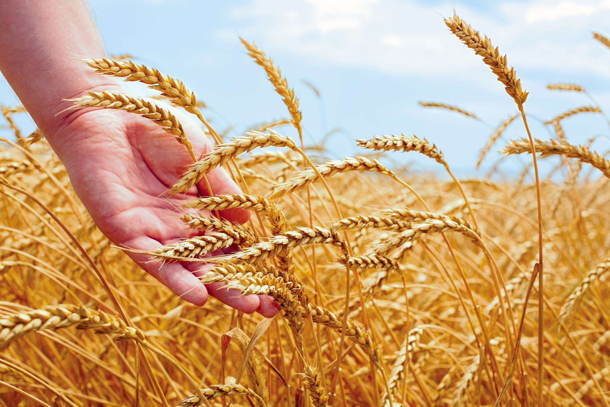 Bolea: Licențierea importului de cereale și oleaginoase ar putea fi extinsă - agroexpert.md