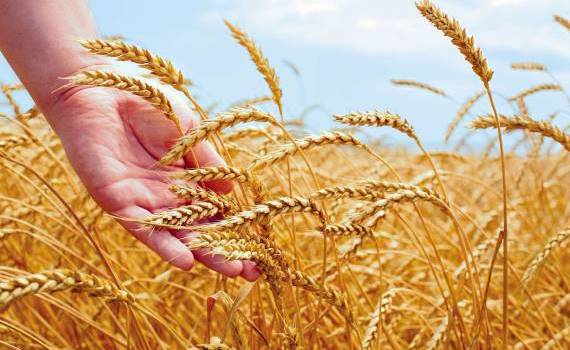 Bolea: Licențierea importului de cereale și oleaginoase ar putea fi extinsă - agroexpert.md