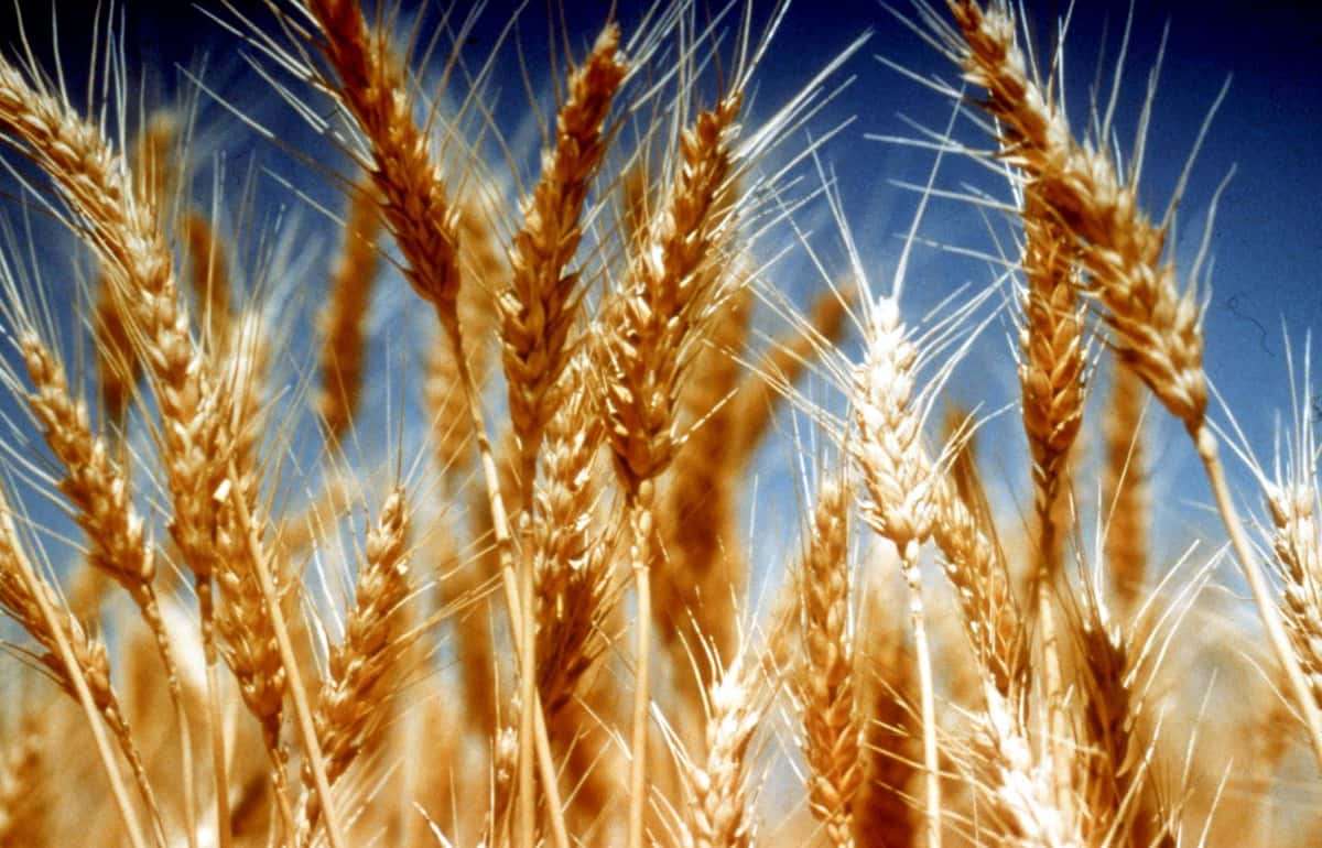 В июне цены на зерновые продолжили снижаться - agroexpert.md