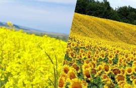 Состояние масличных и погодные последствия на их урожайность в ЕС - agroexpert.md