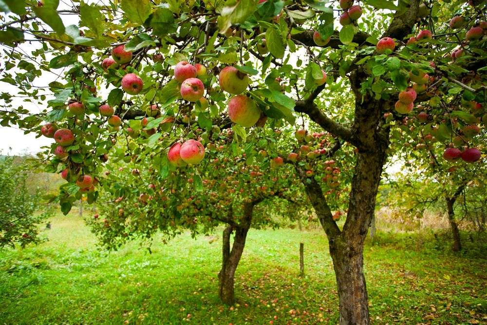 Îngrijirea pomilor fructiferi în mijlocul verii. Ce trebuie să știi - agroexpert.md