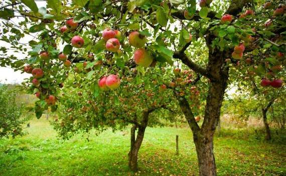 Îngrijirea pomilor fructiferi în mijlocul verii. Ce trebuie să știi - agroexpert.md