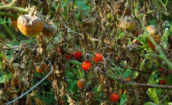 Mana tomatelor: Cum putem preveni și combate boala - agroexpert.md