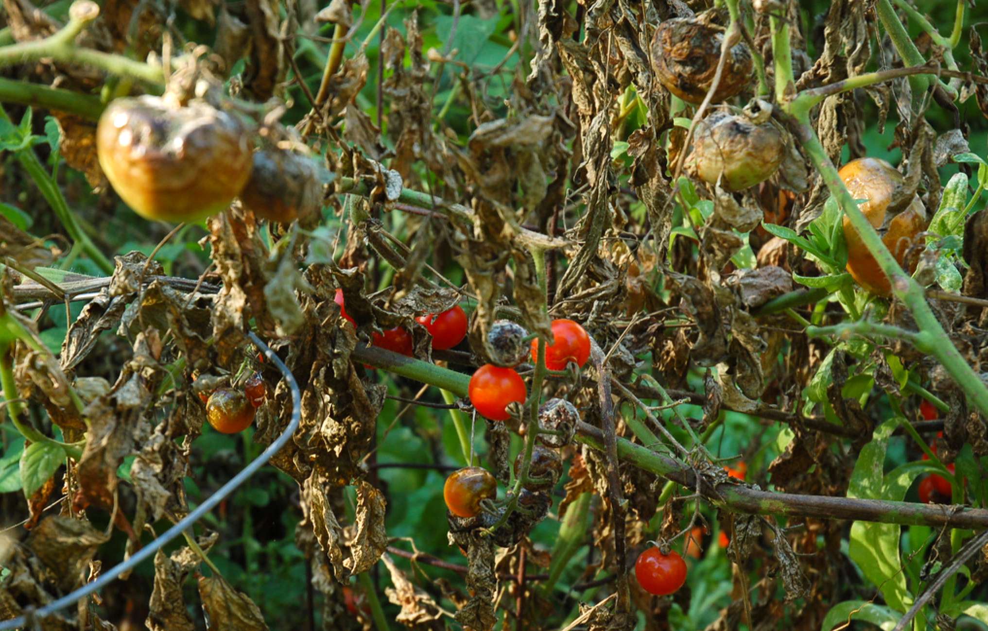 Mana tomatelor: Cum putem preveni și combate boala - agroexpert.md