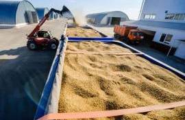 Основные факторы влияющие на цены зерновых и масличных в Украине - agroexpert.md