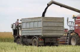 На Украине в сезоне 2024/25 ожидается высокая конкуренция за рапс - agroexpert.md
