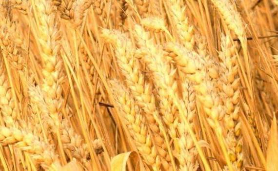 FAO: Мировые цены на пшеницу снизились на фоне улучшения прогнозов урожая - agroexpert.md