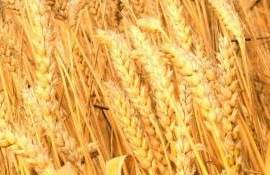 FAO: Мировые цены на пшеницу снизились на фоне улучшения прогнозов урожая - agroexpert.md