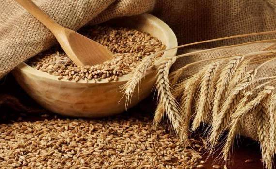 Прогноз по пшенице в РФ повысили из-за высокой урожайности на юге страны - agroexpert.md