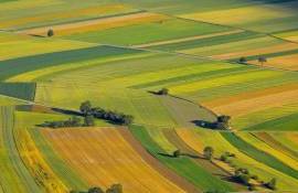 Ioniță: Introducerea TVA la arenda terenurilor agricole va afecta agricultura