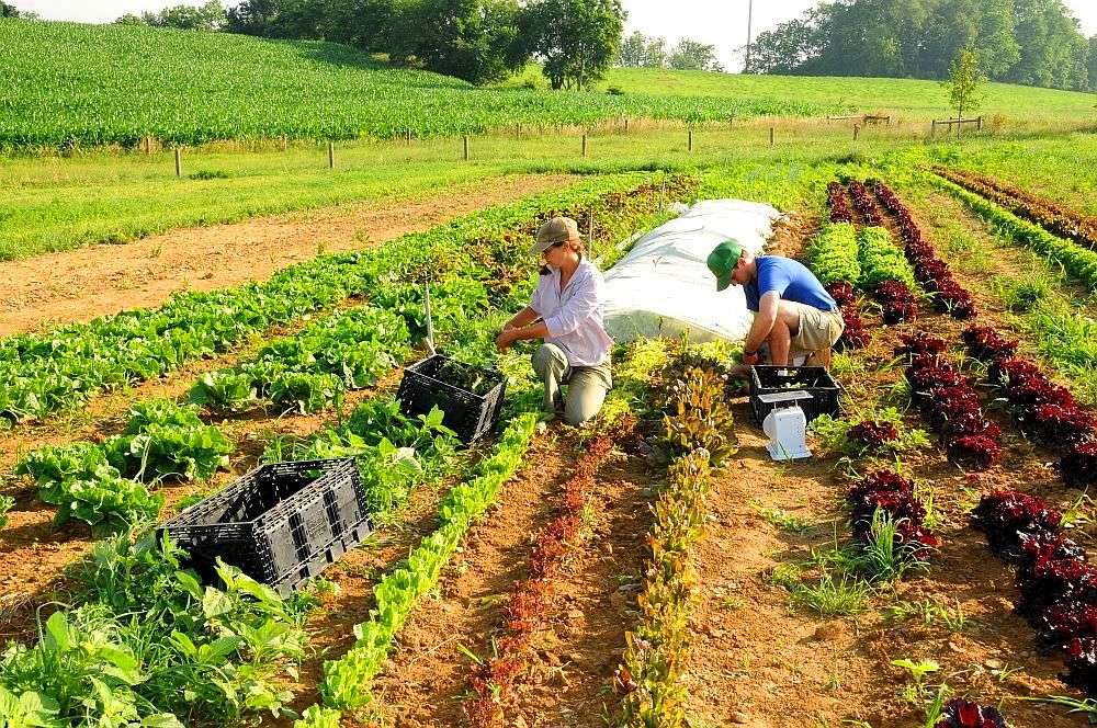 Peste 80% din populația antrenată în agricultură este neoficială, ceea ce generează pierderi masive pentru BPN - agroexpert.md