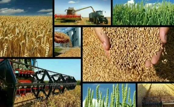 Ценовые индикативы на начало июля агрорынка Украины от УУБ - agroexpert.md