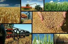 Ценовые индикативы на начало июля агрорынка Украины от УУБ - agroexpert.md