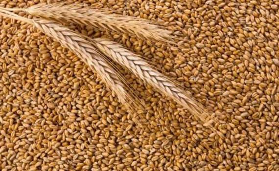 Назван главный покупатель российского зерна по итогам сезона 2023/24 - agroexpert.md
