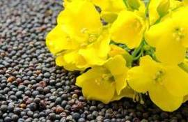 Большая часть импорта рапса в Болгарию - поставки из Украины и Молдовы - agroiexpert.md