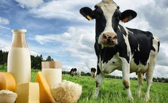 Летом с молоком у нас тяжело… - agroexpert.md