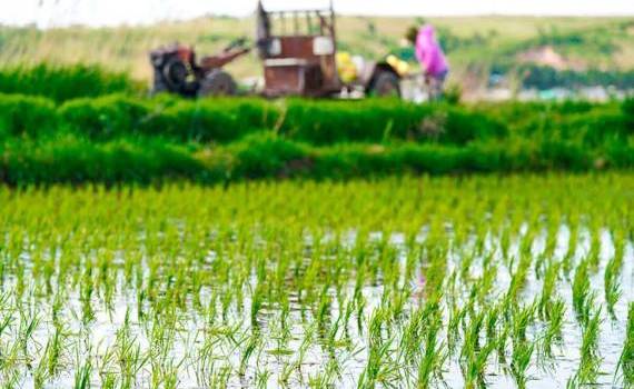 Россия продлила запрет на экспорт риса до 31 декабря 2024 - agroexpert.md