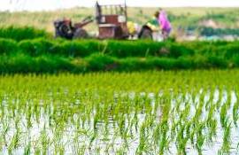Россия продлила запрет на экспорт риса до 31 декабря 2024 - agroexpert.md