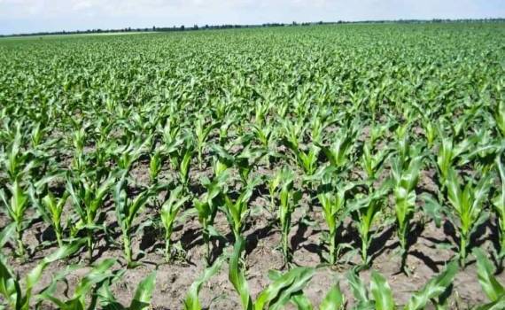 Защита от угнетения прорастающих растений кукурузы зависит от качества сева - agroexpert.md