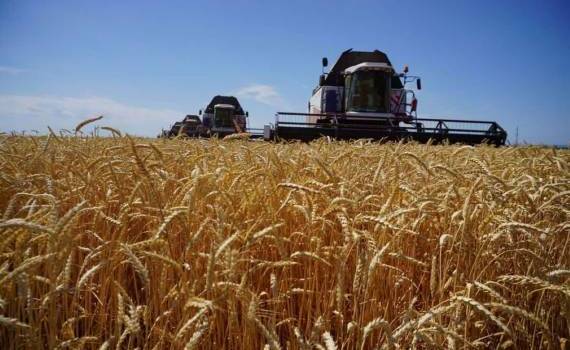 В Украине урожайность озимых зерновых ожидается на 5-7% ниже прошлогодней - agroexpert.md