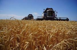 В Украине урожайность озимых зерновых ожидается на 5-7% ниже прошлогодней - agroexpert.md