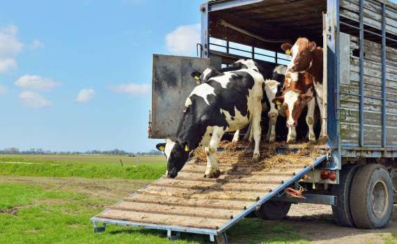 ANSA restricționează transportul de animale pe caniculă - agroexpert.md