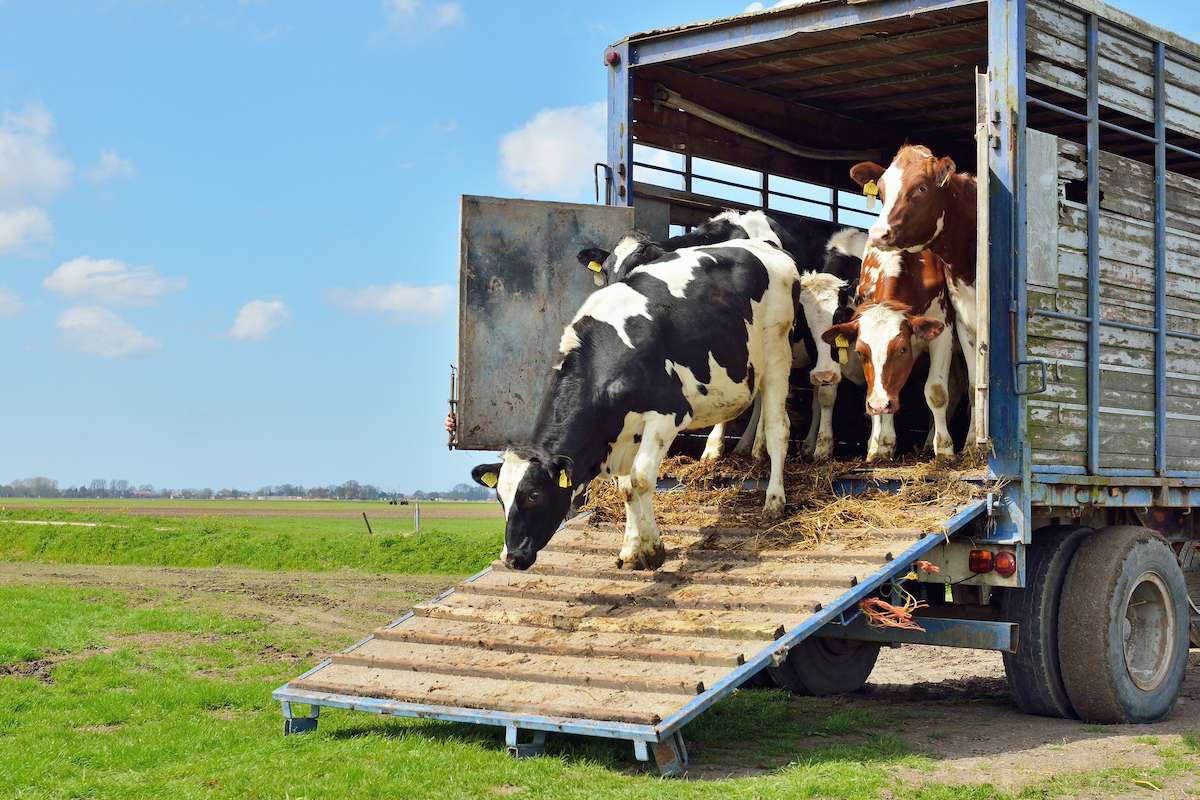 ANSA restricționează transportul de animale pe caniculă - agroexpert.md