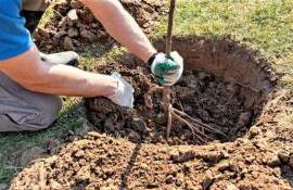 Atunci când plantăm pomii fructiferi trebuie să alocăm destul de multă atenție și distanțelor dintre aceștia - agroexpert.md