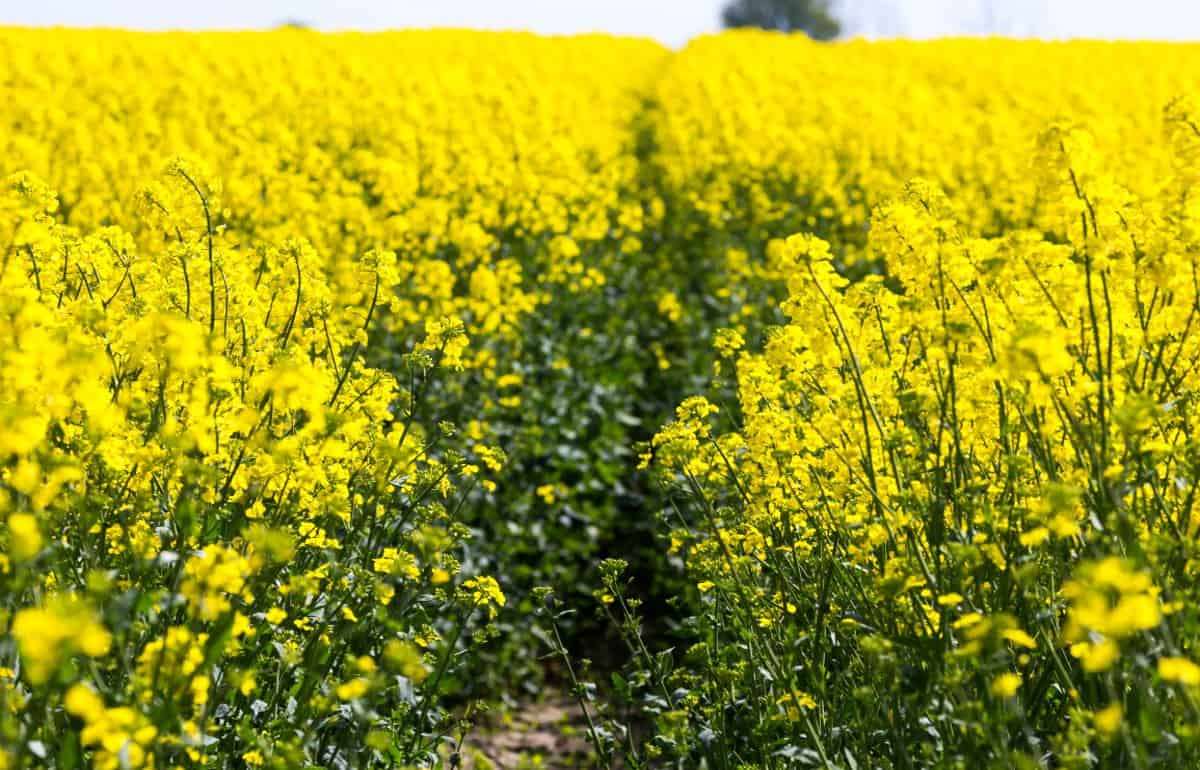 Какое самое оптимальное место озимого рапса в севообороте - agroexpert.md