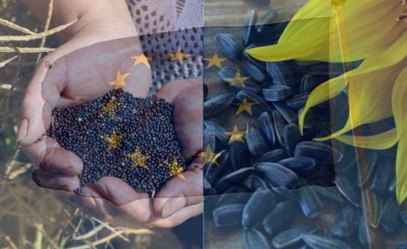 ЕС подвел итоги сезона: Молдова крупный поставщик подсолнечника и рапса - agroexpert.md