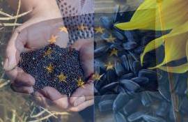 ЕС подвел итоги сезона: Молдова крупный поставщик подсолнечника и рапса - agroexpert.md