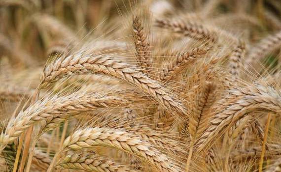 Colapsul prețurilor la grâul din Rusia împiedică creșterea prețurilor - agroexpert.md