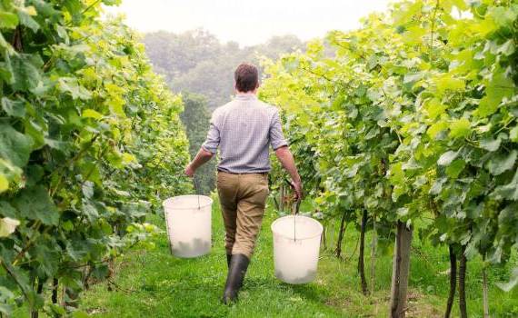 Oferte de muncă în R. Moldova: Se caută viticultori, tractoriști și agronomi - agroexpert.md