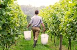 Oferte de muncă în R. Moldova: Se caută viticultori, tractoriști și agronomi - agroexpert.md