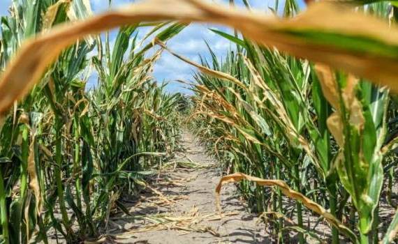 Посевы кукурузы в юго-восточных районах Румынии страдают из-за жары - agroexpert.md
