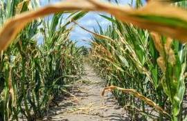 Посевы кукурузы в юго-восточных районах Румынии страдают из-за жары - agroexpert.md