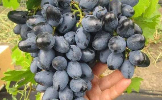 Ранний виноград в Молдове: в 2024 дорого продать не удается - agroexpert.md