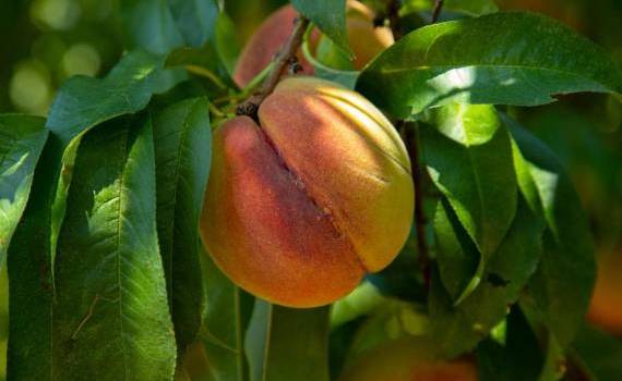 Экономика производства персика – форма кроны имеет значение - agroexpert.md