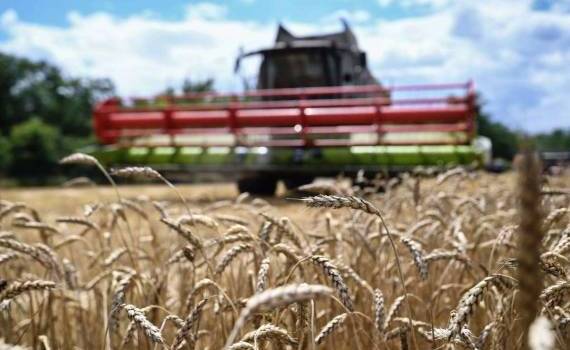 Аналитики USDA повысили прогноз мирового урожая пшеницы - agroexpert.md