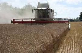 Румынии не удастся повторить рекорд прошлого сезона по экспорту рапса - agroexpert.md    