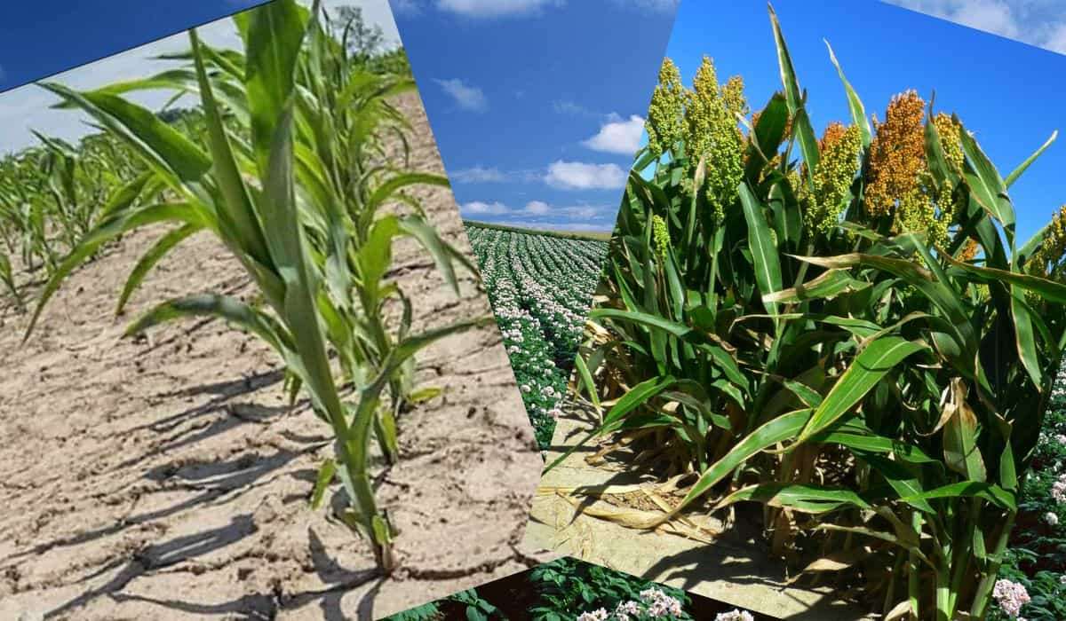 Что можно выращивать в южной зоне Украины из-за глобального потепления - agroexpert.md