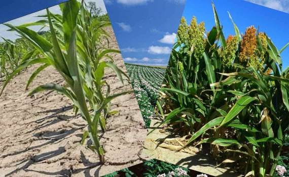 Что можно выращивать в южной зоне Украины из-за глобального потепления - agroexpert.md